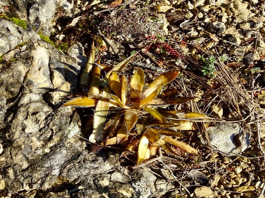 Agave multifilifera....jpg