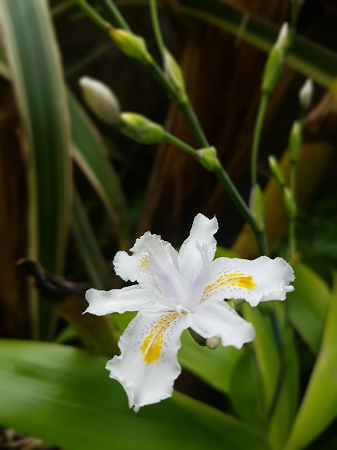 iris Confusa 05042017 (1).jpg