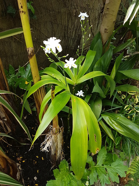 iris Confusa 05042017 (3).jpg