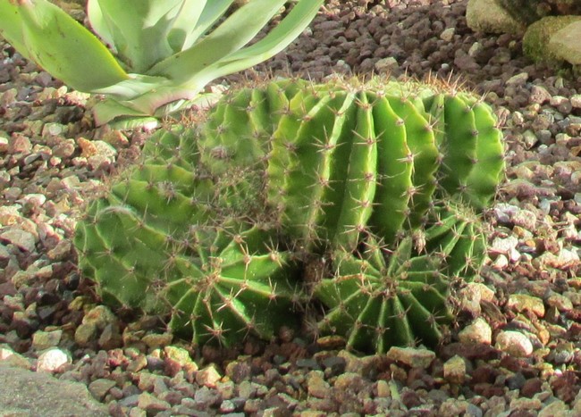 echinopsis oxygona (Copier).JPG