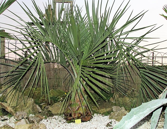 butia odorata (Copier).JPG