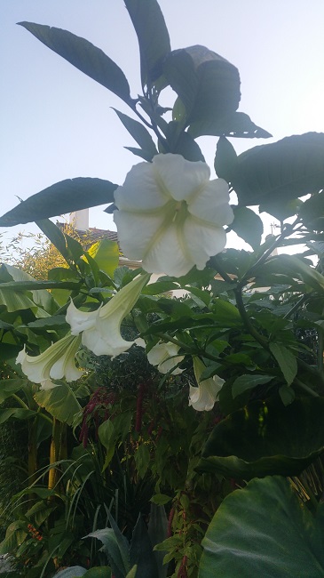 Brugmansia 6 02112015.jpg