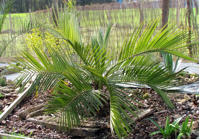 jubaea chilensis (Copier).JPG