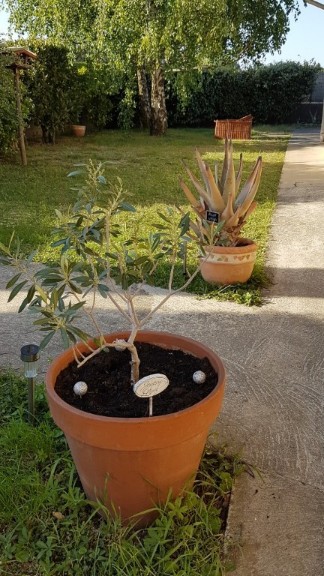 Aloe qui a pas trop mal passé l'hiver et le petit Olivier qui est presque en fleur