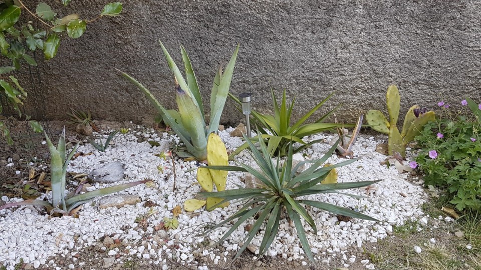 Agave yucca plantes grasses et figuier barbarie