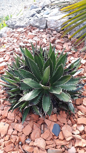 L'agave a bien souffert beaucoup de taches noires et surtout le cœur qui est venu tout seul :-( . Et surtout il y a des vers à l’intérieur j’espère que ça va aller...