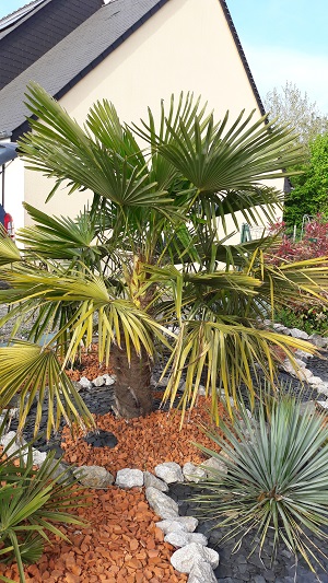 Mon premier trachy est en inflorescence et ça c une bonne surprise :-)