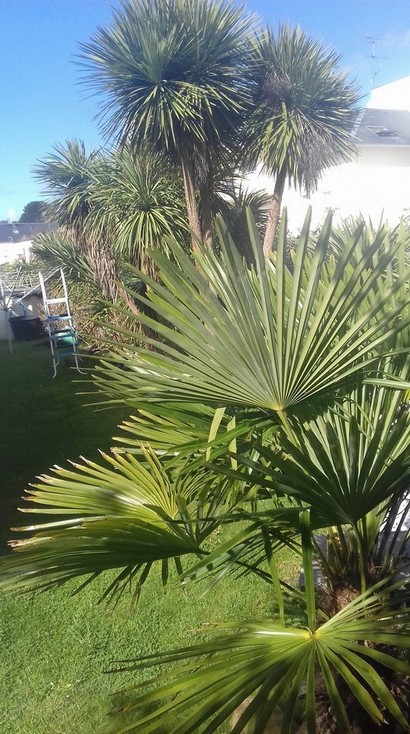 2 gros phoenix canariensis / yucca rostrata