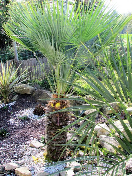 chamaerops humilis (Copier).JPG