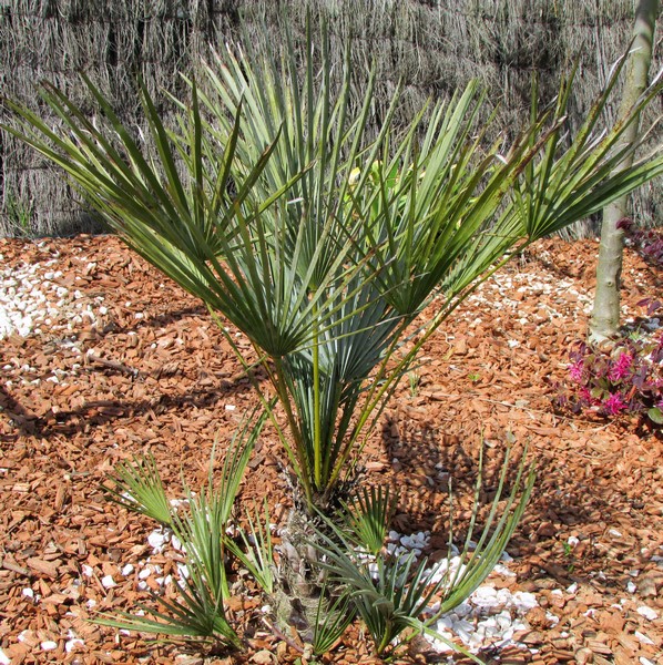 chamaerops humilis cerifera (Copier).JPG