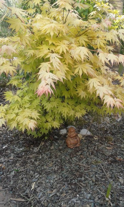 Acer Katsura