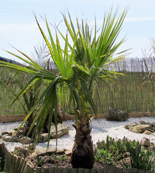 washingtonia filibusta (Copier).JPG