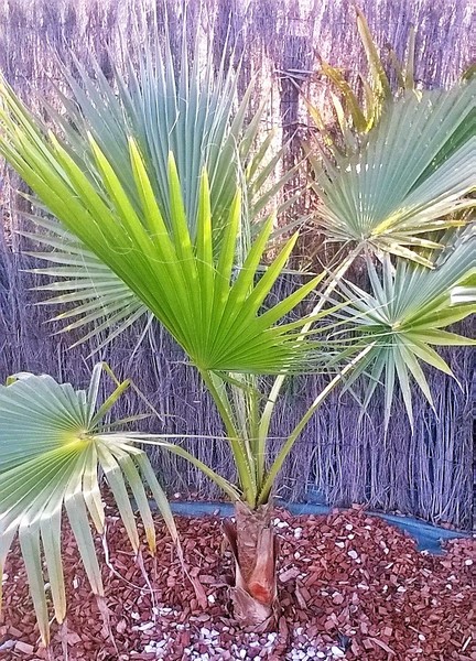 washingtonia robusta (Copier).jpg