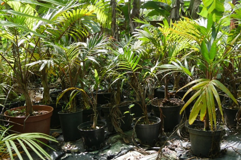 Palmiers bouteille.JPG