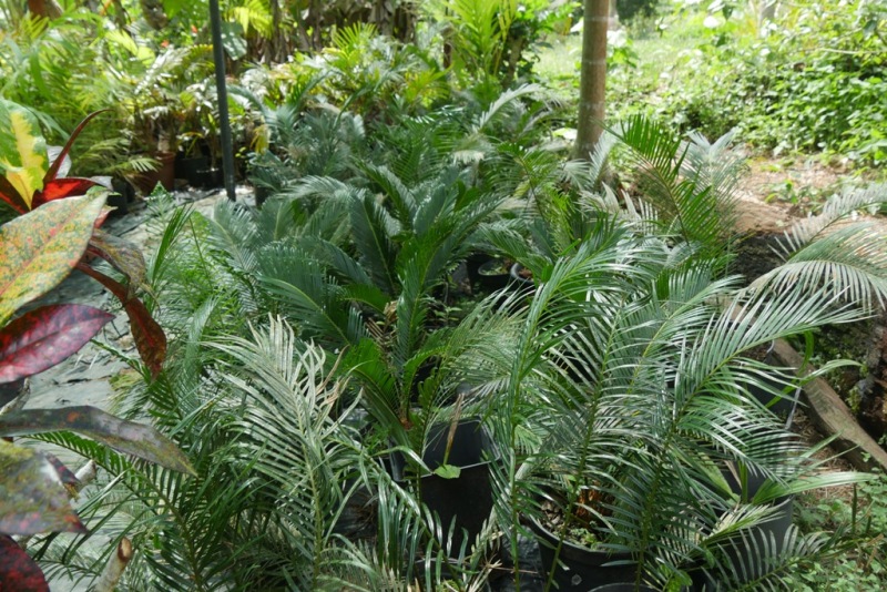 Cycas.JPG