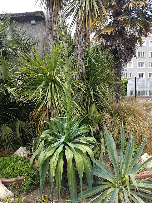 Furcraea longaeva Jardin des Plantes Nantes mai 2017.jpg