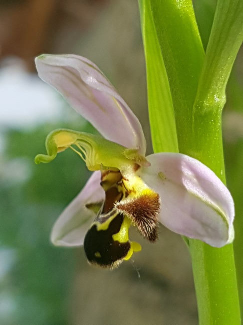 Ophrys Apifera mai 2017 (6).jpg