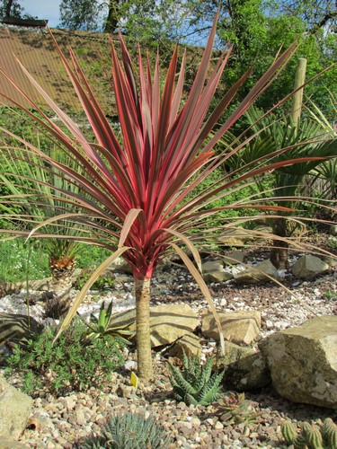 cordyline charlie boy (Copier).JPG