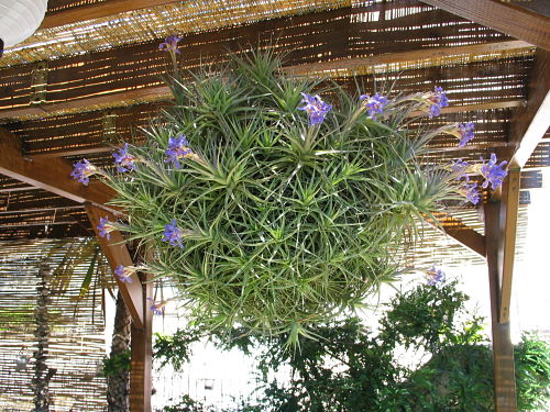 Tillandsia bergeri2_opt (1).jpg