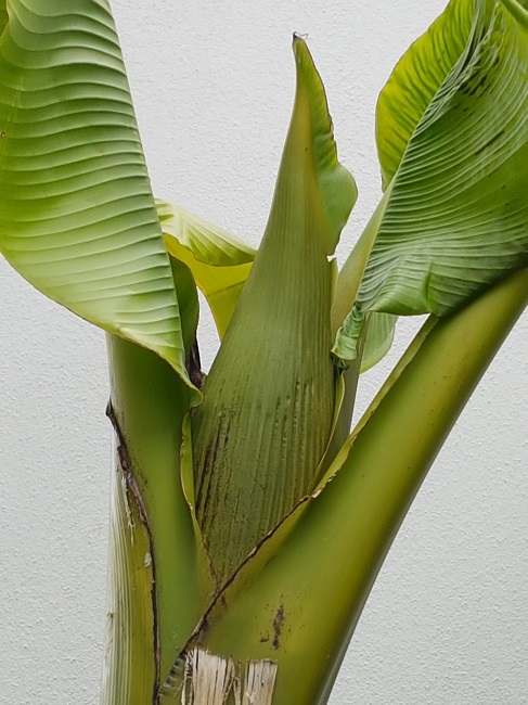 Inflorescence musa 1.jpg