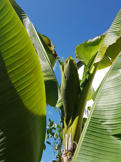 Inflorescence musa 3.jpg