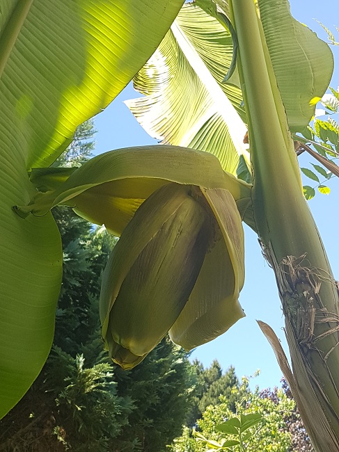 Inflorescence musa 4.jpg