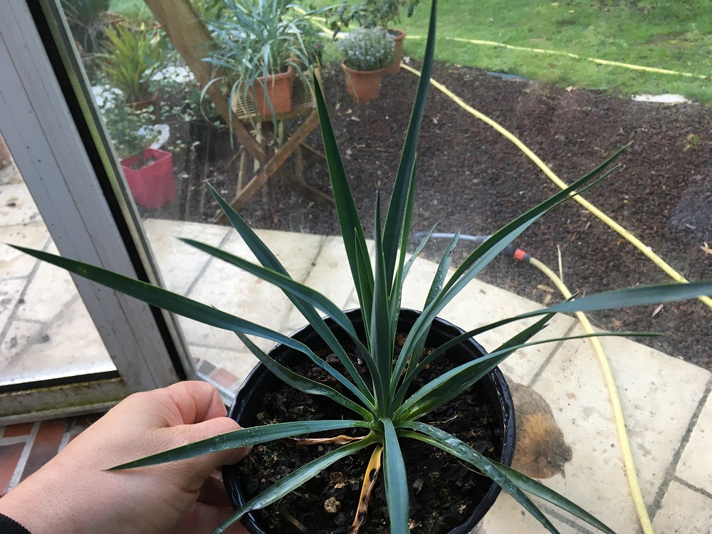 yucca linearifolia x yucca treculeana REDIM 2.JPG