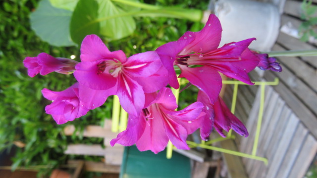 Gladiolus byzantinus