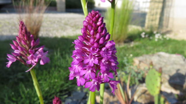 L'Orchis pyramidal