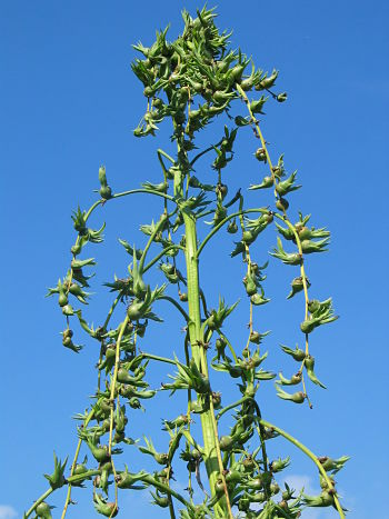 Furcraea bedinghausii18_opt.jpg