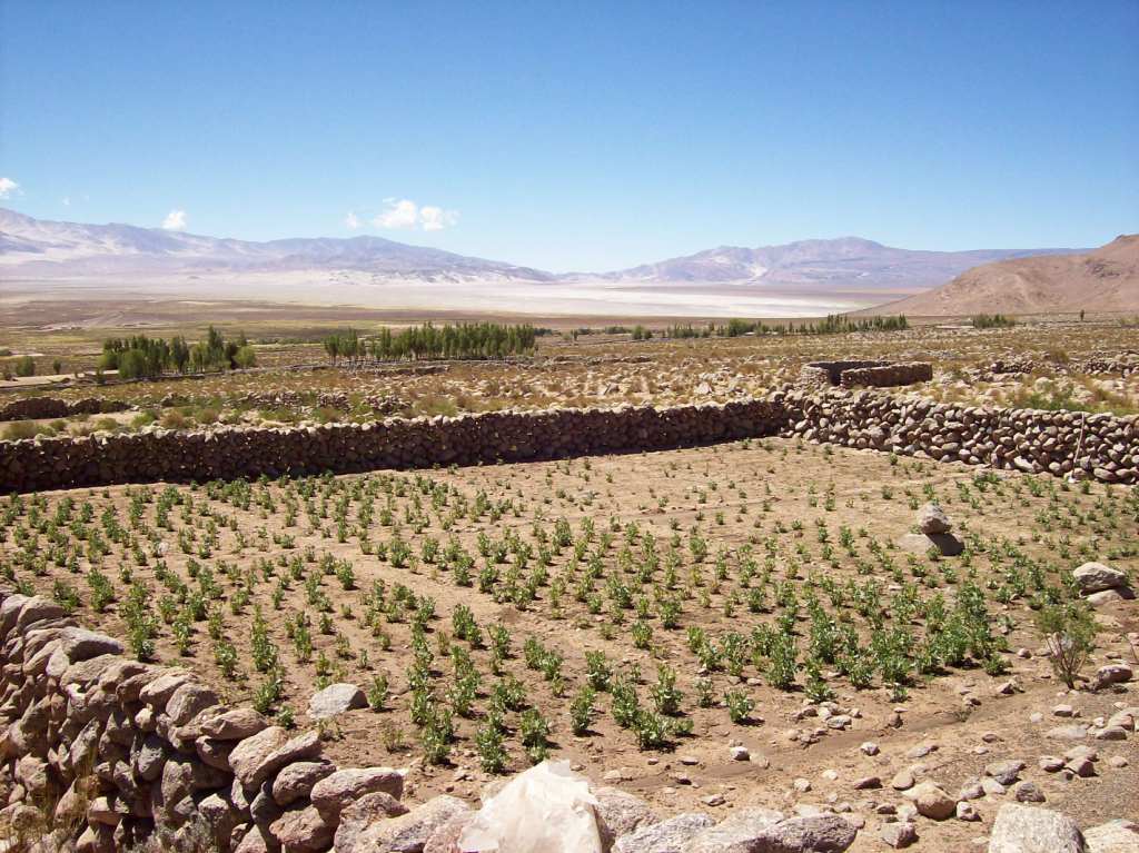 Champ de cultures (patates) et en arrière-plan la lagune.