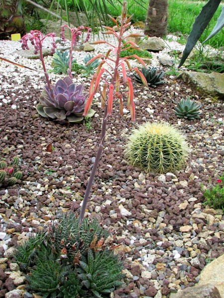 aloe aristata (Copier).JPG