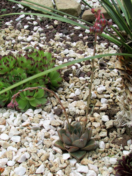 echeveria purpurea (Copier).JPG