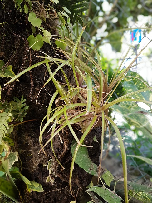 Puya mirabilis 16052017.jpg