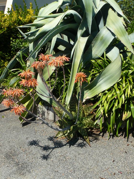 Aloe, Gasteria ou autre.jpg