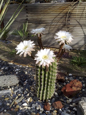 echinopsis sp [640x480].jpg