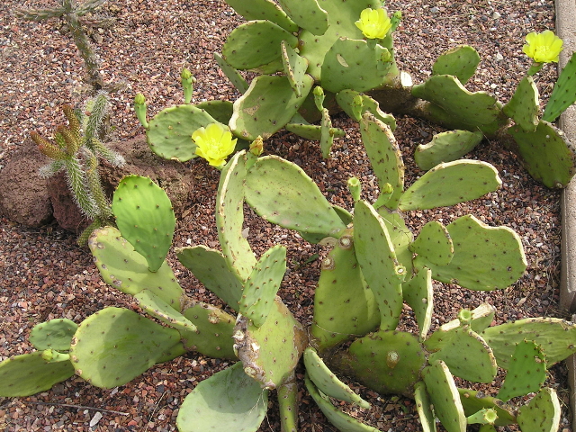 Opuntia bentonii 1.jpg