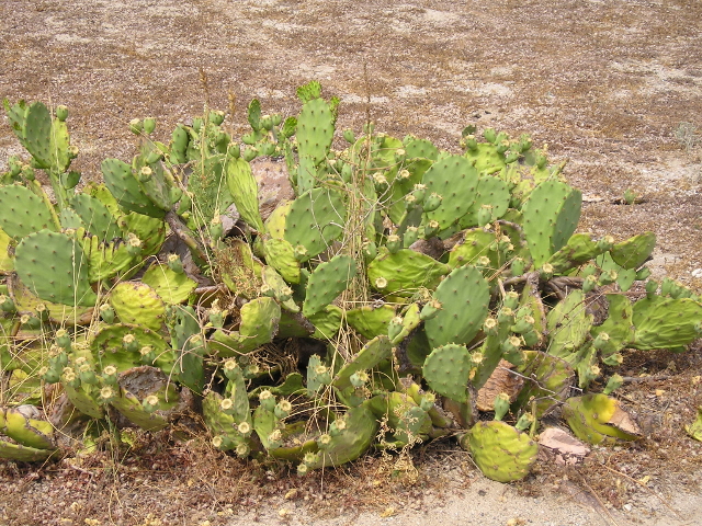 Opuntia bentonii 2.jpg