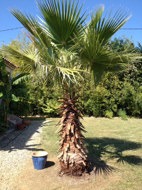 Washingtonia robusta.jpg