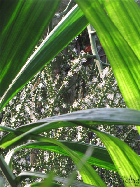 L'inflorescence du Ptychosperma elegans.jpg