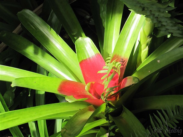 Plein soleil sur une Bromeliacée.jpg