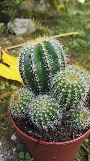 notocactus...rustique ?