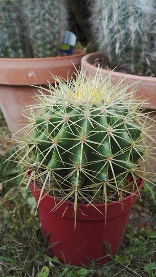 Echinocactus grusonii ??