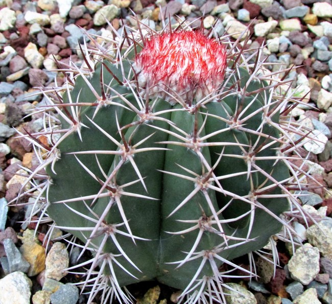 melocactus matanzanus (Copier).JPG