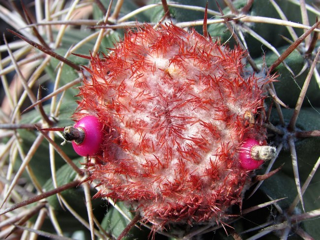 melocactus matanzanus graine (Copier).JPG