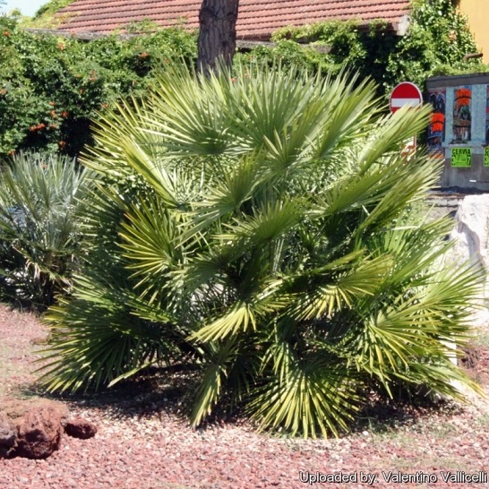 Chamaerops_humilis_1960.jpg