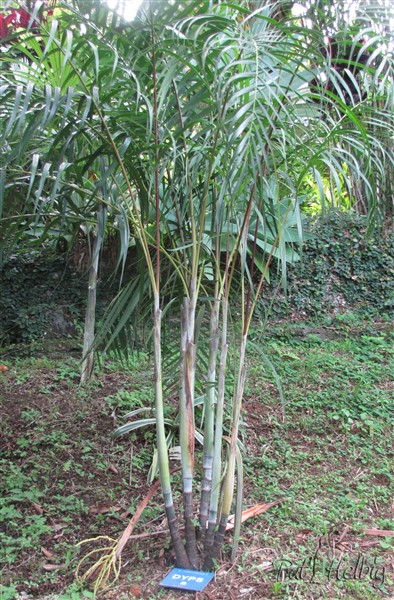 Le Dypsis arenarum planté en 2012 fait ses premières inflorescences à la base..jpg