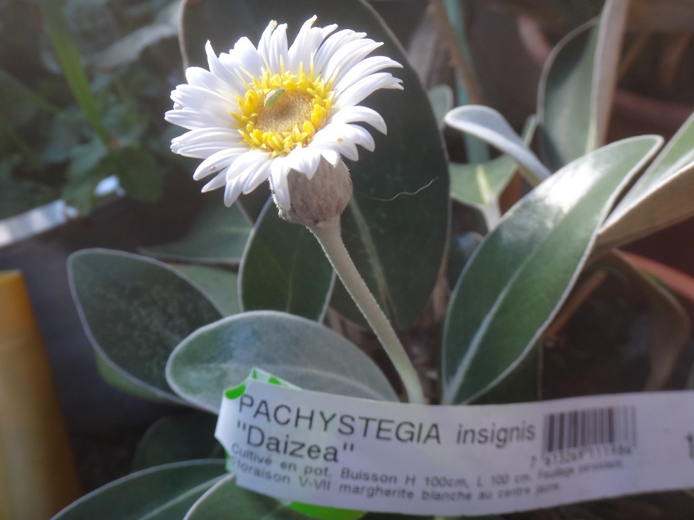 Pachystegia insignis.JPG