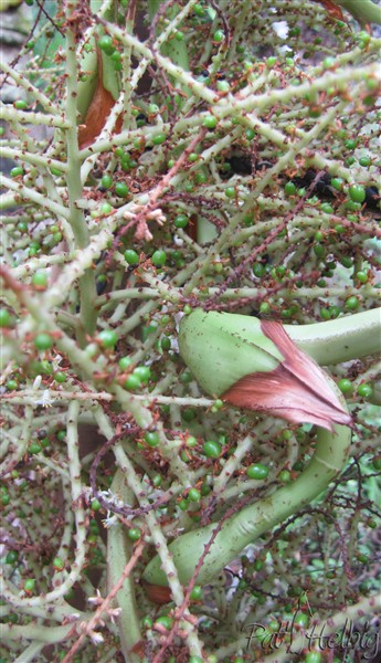 L'infrutescence du Serenoa repens sylver.jpg