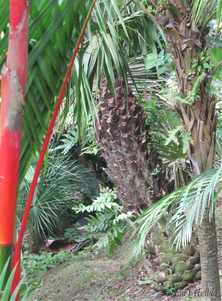 Les stipes très différents des Cyrtostachys renda, Butia capitata et Thrinax radiata..jpg